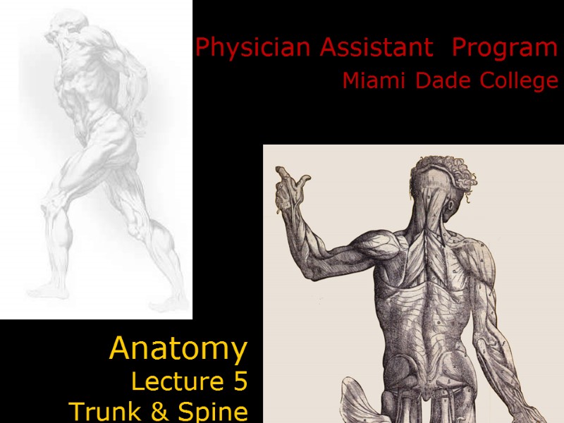 Anatomy  Lecture 5  Trunk & Spine Physician Assistant  Program Miami Dade